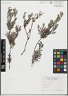 Foto von Salix repens L.